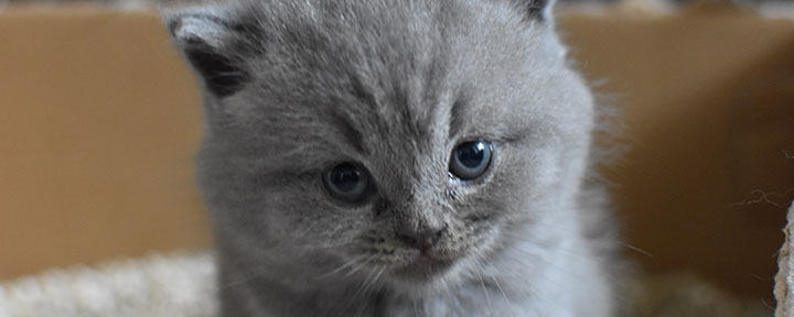 cat litter box for small kitties in apartment