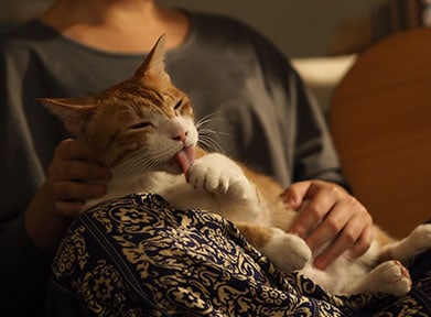 cat-sleep-owners-lap