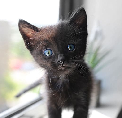 black cat with blue eyes meaning