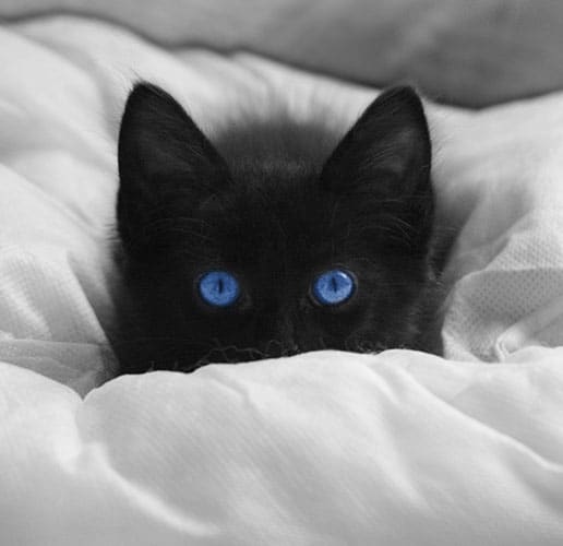 blue-eyed cats blind
