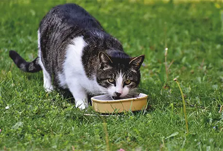 cat eating green beans to reduce weight