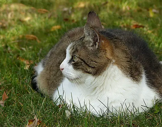 green beans for overweight cats