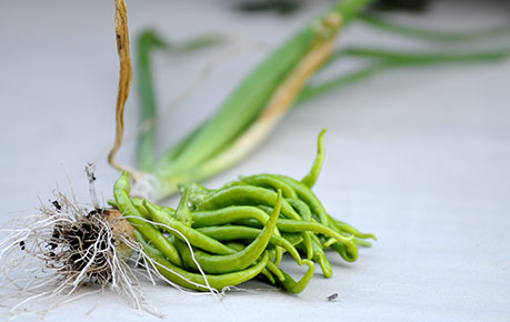 green-beans--leaves-for-cats