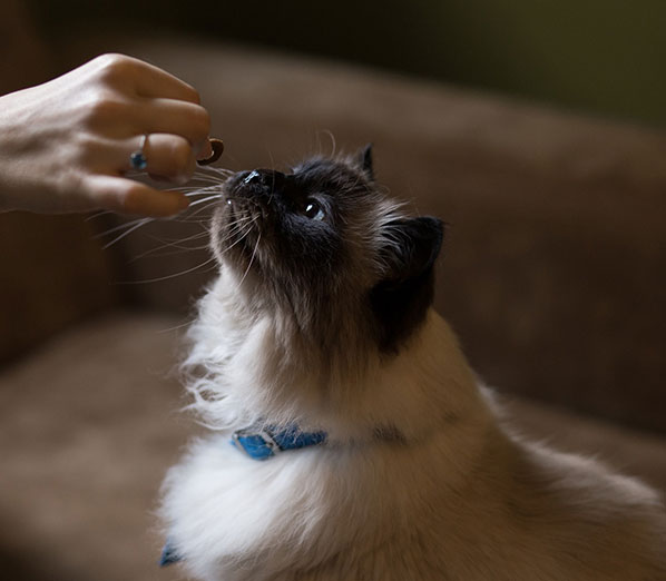 cat eating chicken nuggets