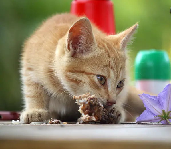 cat eating beef jerky