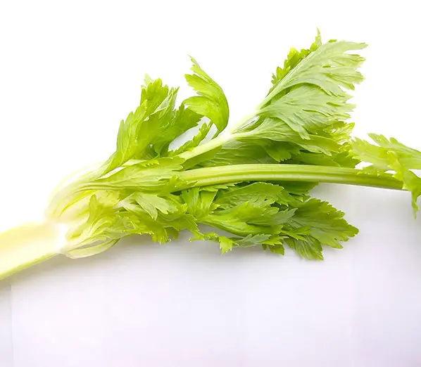 celery leafs