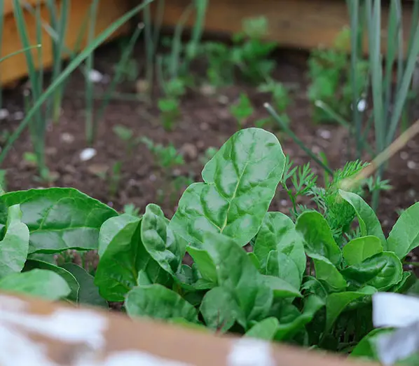 home grown spinach for cats and kittens