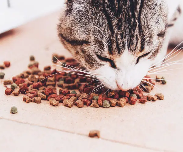 How much-canned food should a 12-pound cat eat