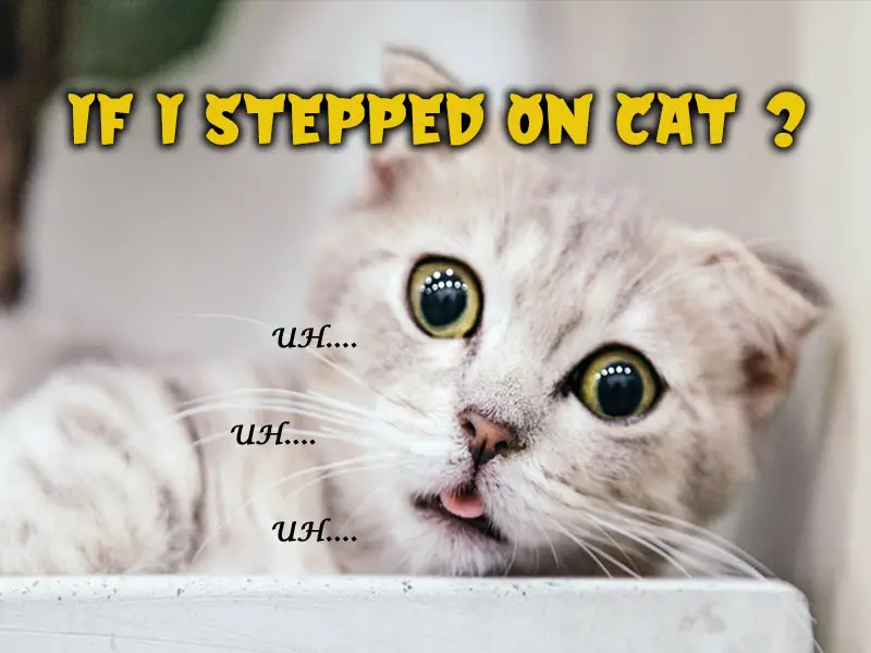 Accidentally Stepped on Cat: What to do & How to Avoid