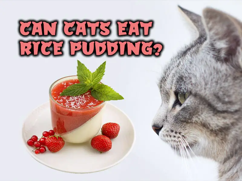 Can cats eat rice pudding
