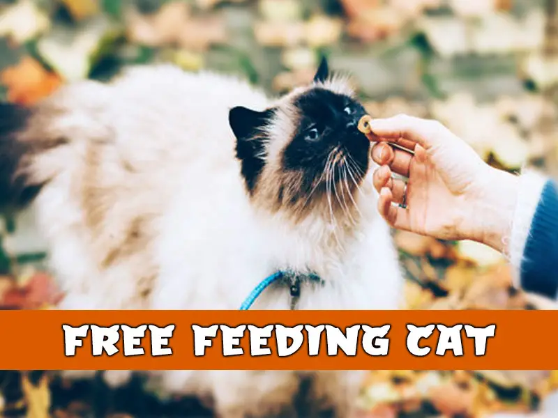Ultimate Guide to Free Feeding Cats