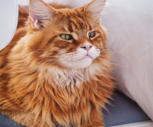 9 Talkative Cat Breeds: 3rd Breed So Awesome