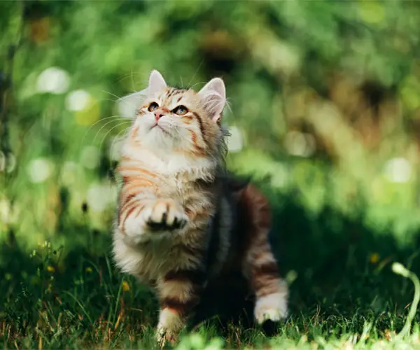 9 Talkative Cat Breeds: 3rd Breed So Awesome