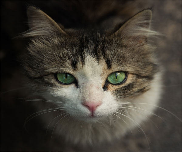 a kitten looking worried at her owner