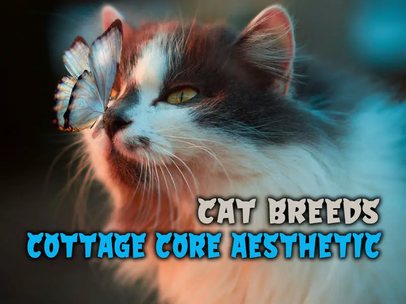 What cat breed fits the Cottage core aesthetic