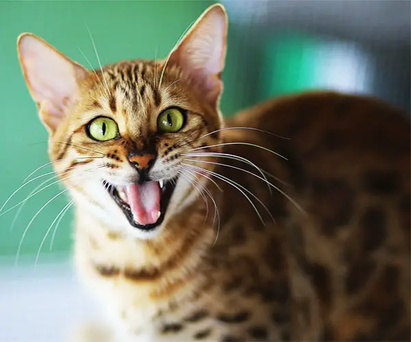 Why Cat Doesn’t Meow: 7 Reasons You Never Knew