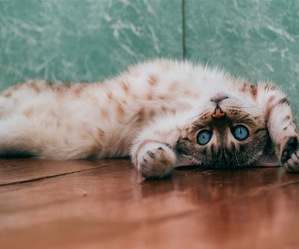 Accidentally Stepped on Cat: What to do & How to Avoid