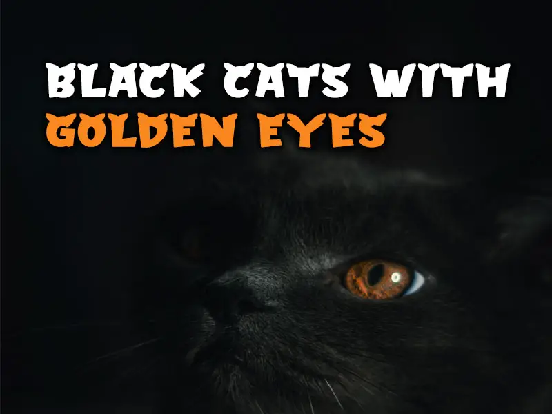 Black cat with golden eyes
