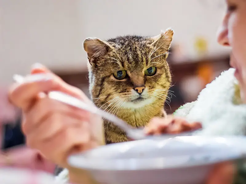 a girl eating cat food