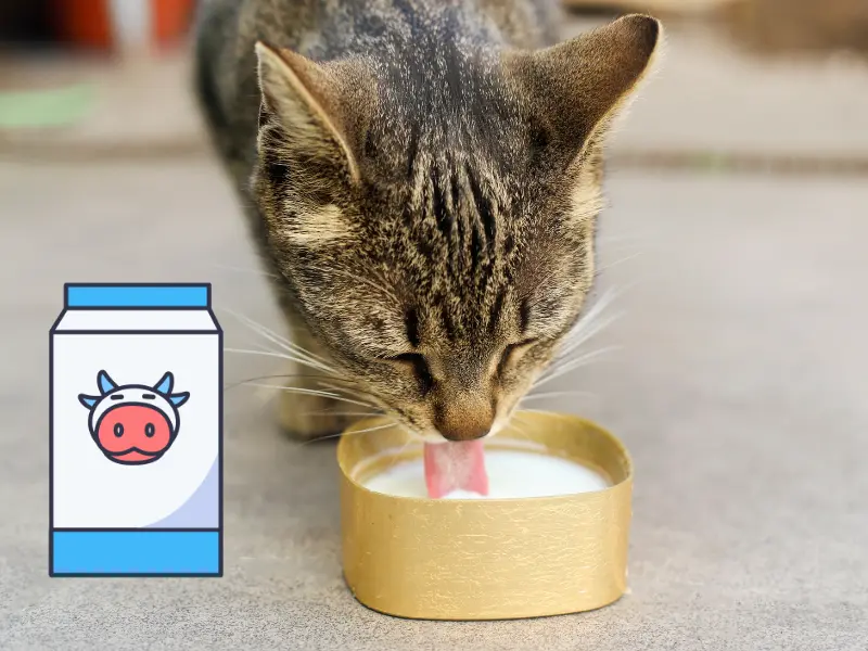 cat drinking cow milk from a basket 