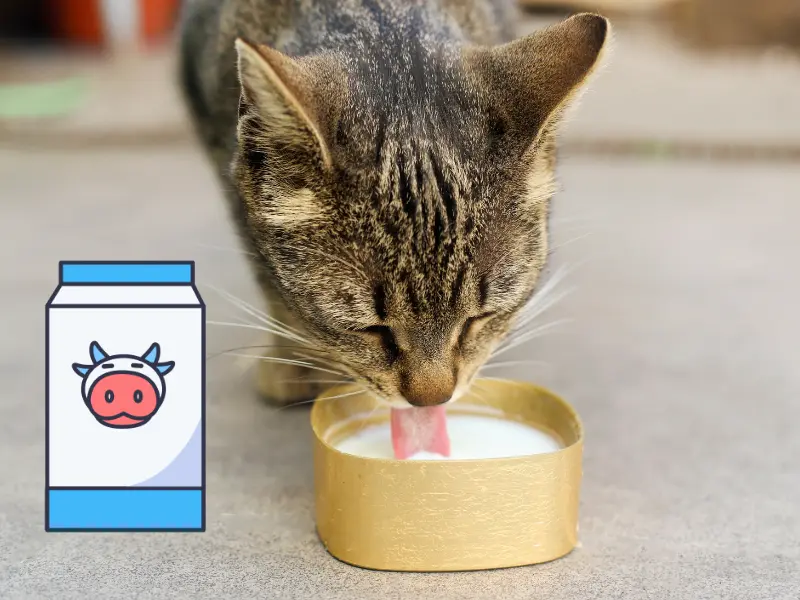 The truth about milk and its effects on cats' kidneys | Walk With Cat