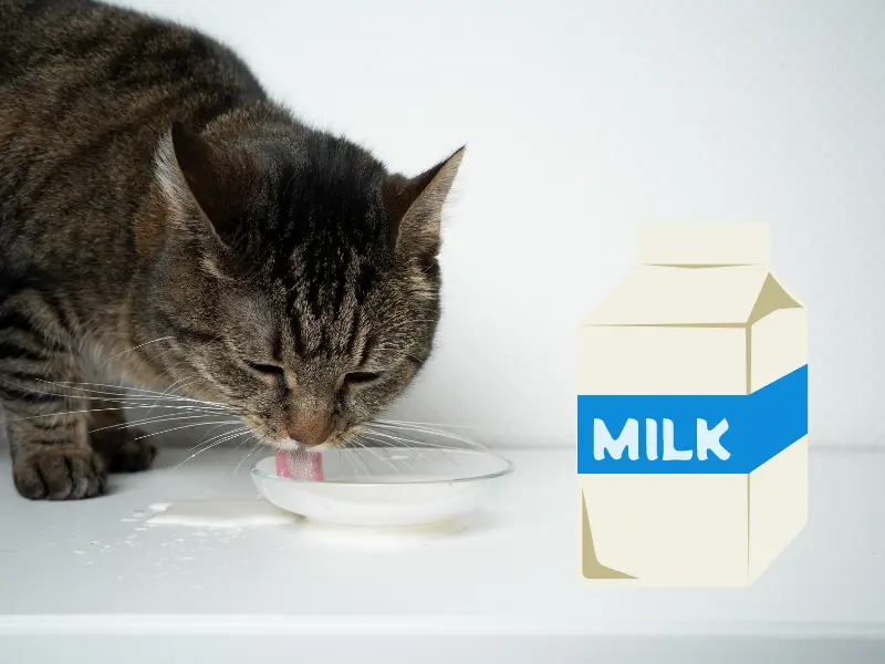 old cat drinking milk