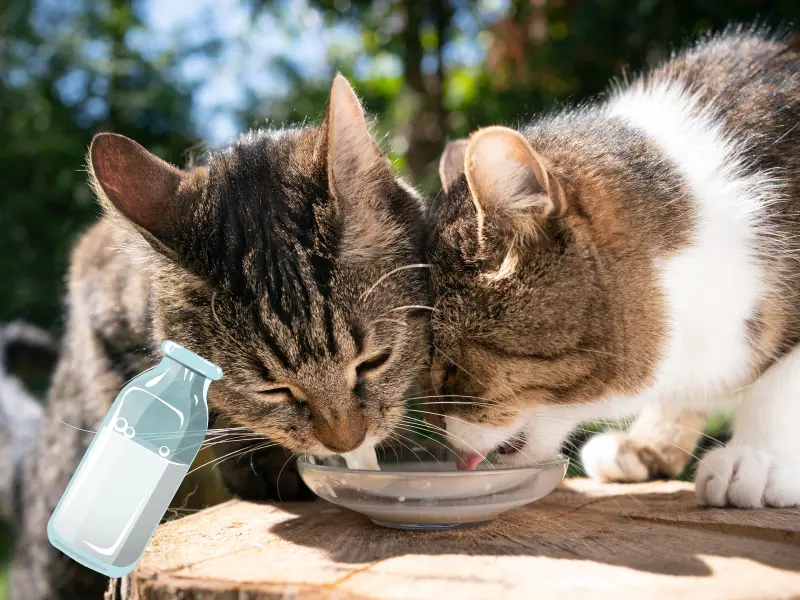 several cats drinking special milks designed for cats only