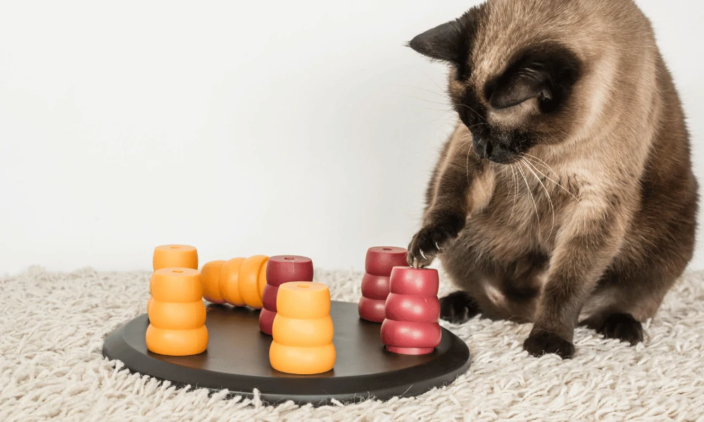 Cat playing with toys