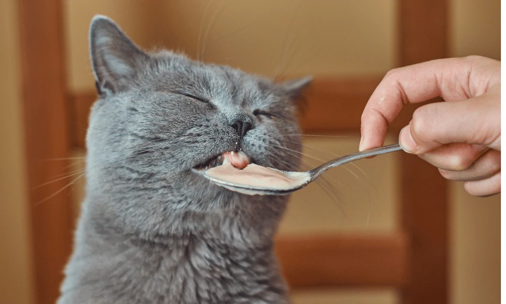 Offering Familiar Food And Treats for cats