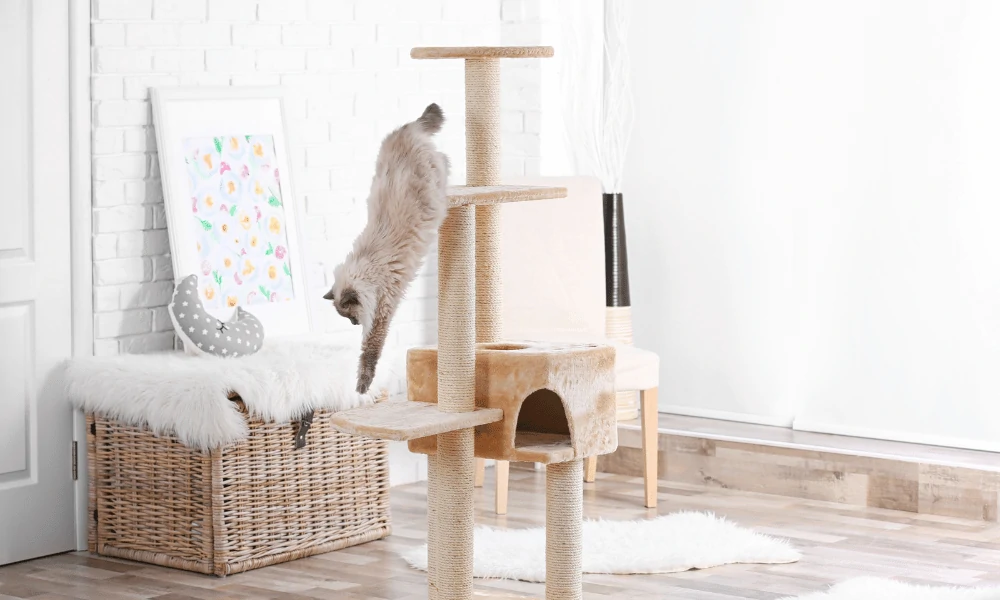 Cat Trees And Shelves 