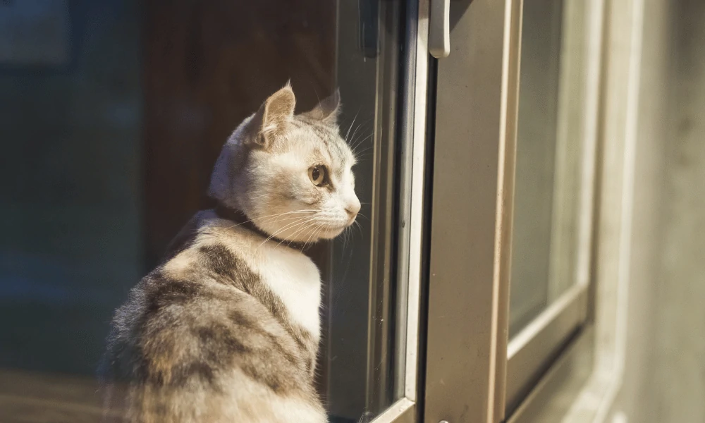 Cats in the near window