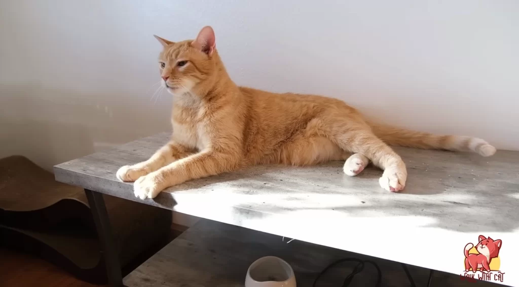 curious looking orange cat