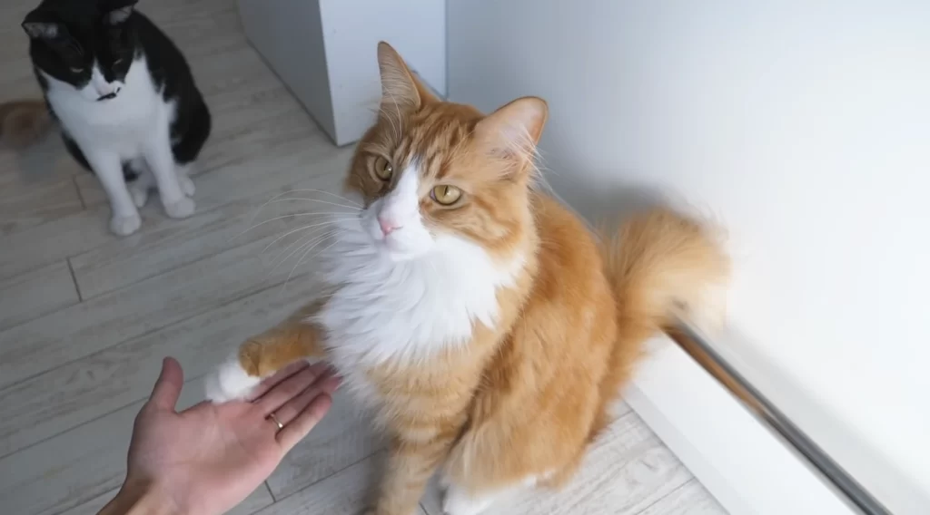 a image showing training a orange cat to give her hand to a human